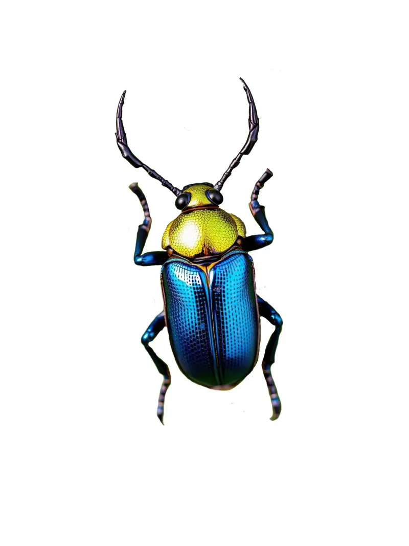 Insect carta hahnemühle da Brook Soul King