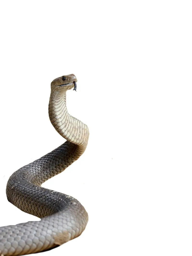 Cobra Snake carta hahnemühle da Brook Soul King