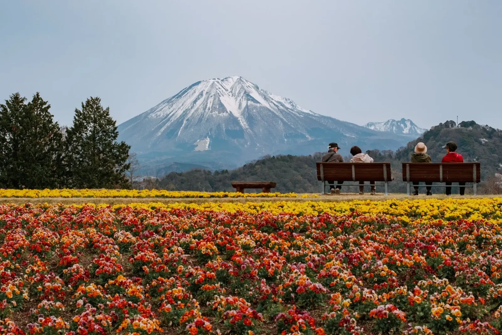 Monte Daisen con campi di fiori, Giappone pellicola backlit da Marcel Bisig