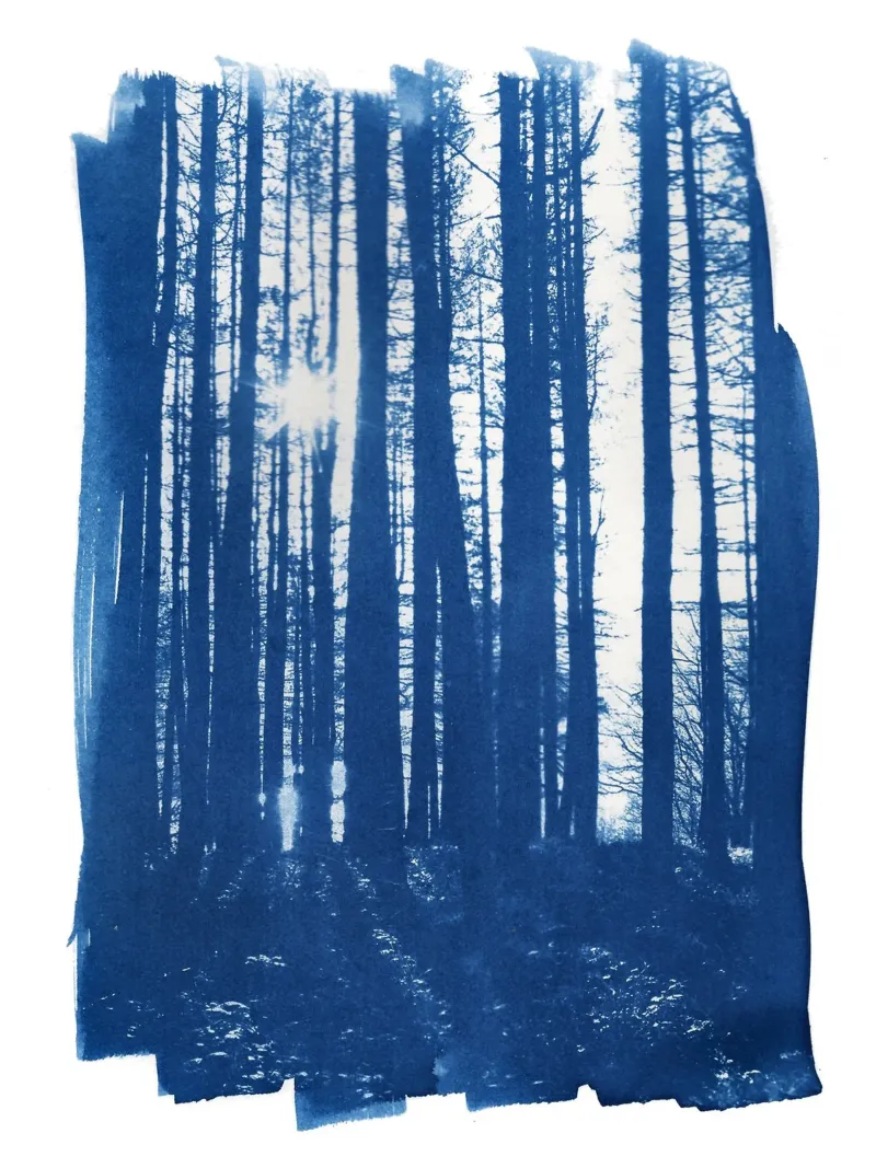 Sunlight in the Forest canvas by Kim Hubball Studio