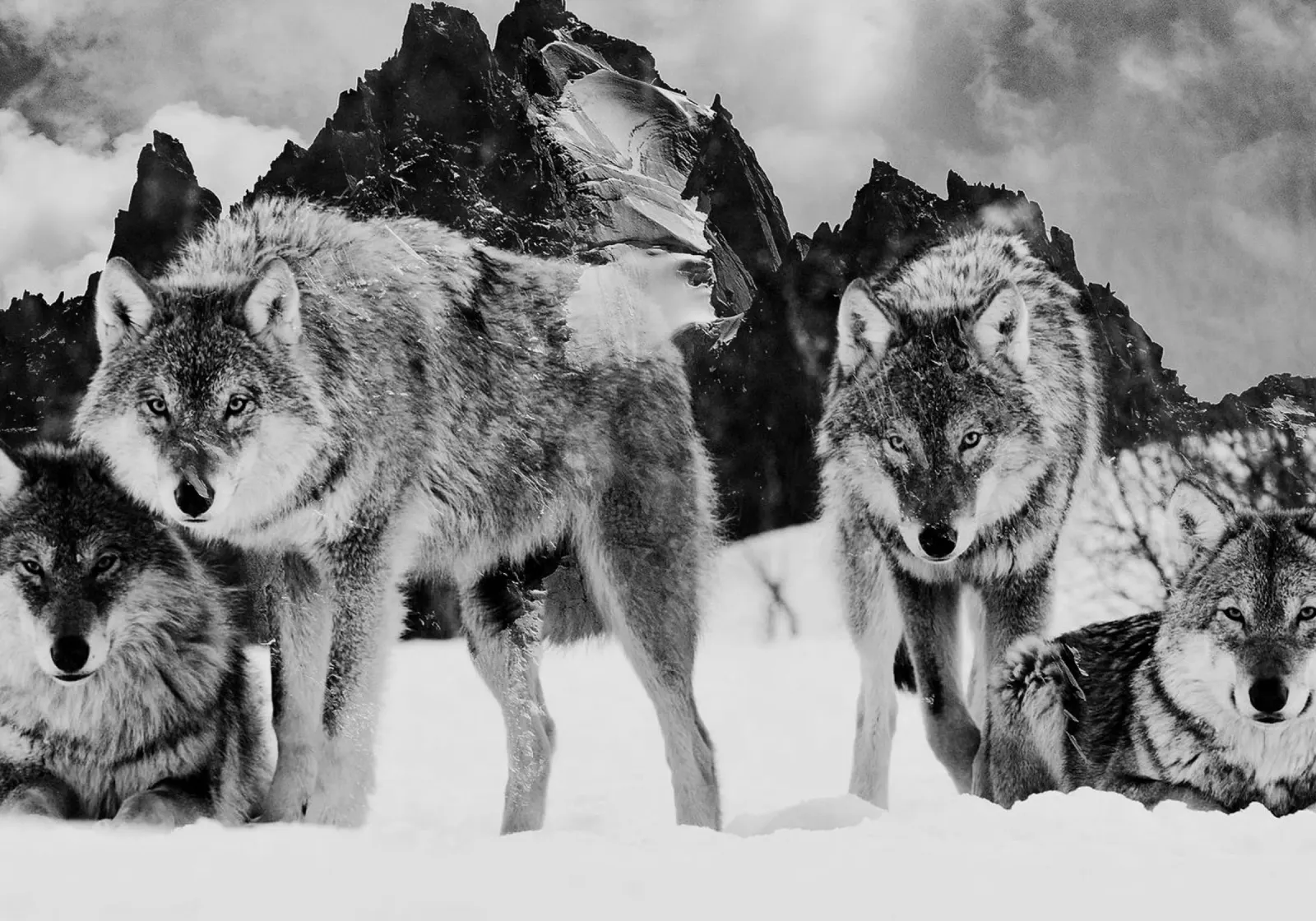 Wolves Mountains carta hahnemühle da Mateo