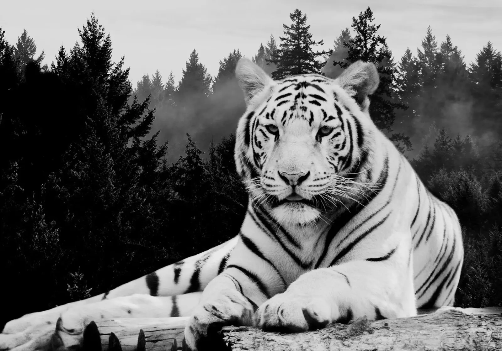 Tiger Forest carta hahnemühle da Mateo