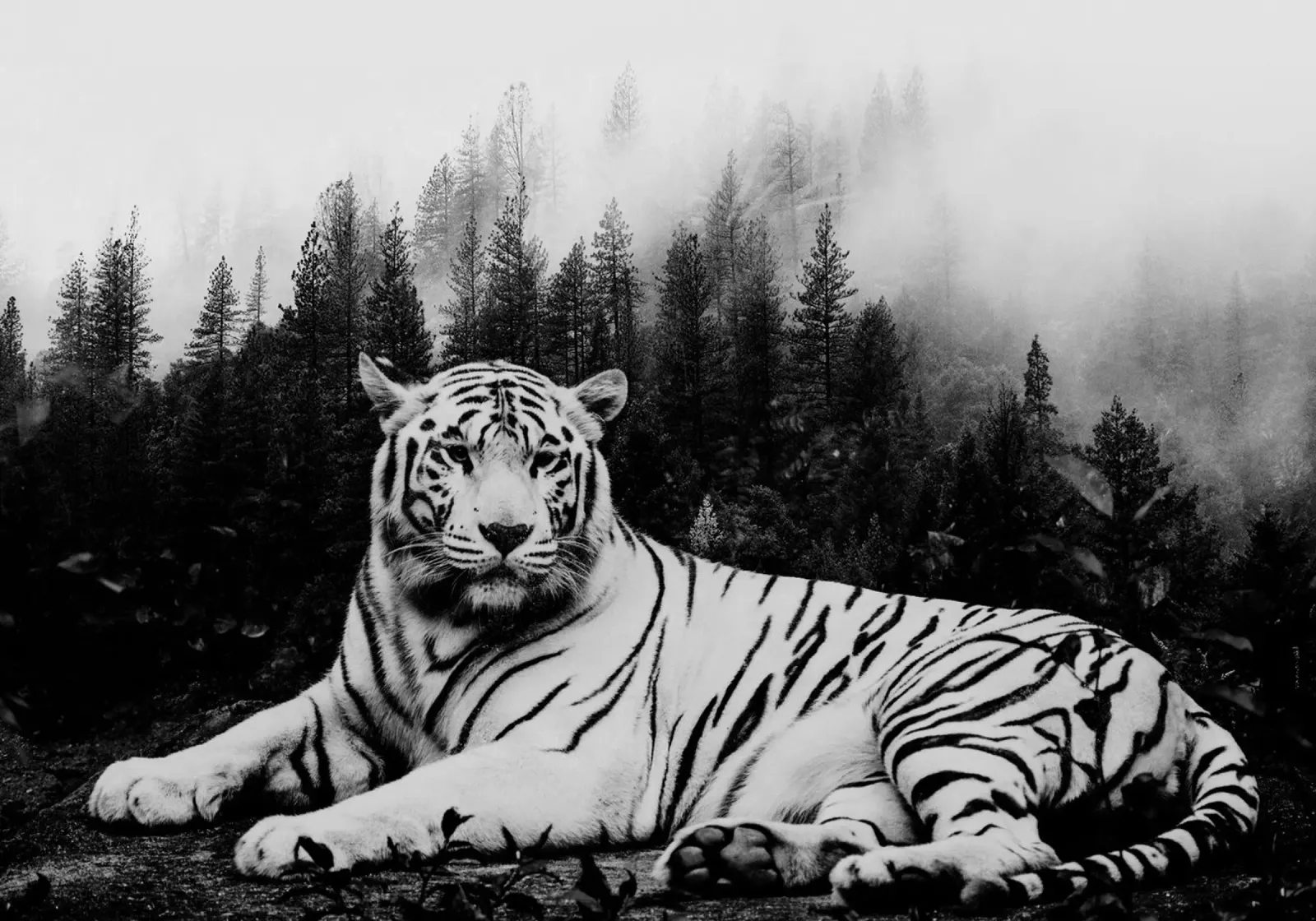 Tiger Forest 2 pellicola backlit da Mateo