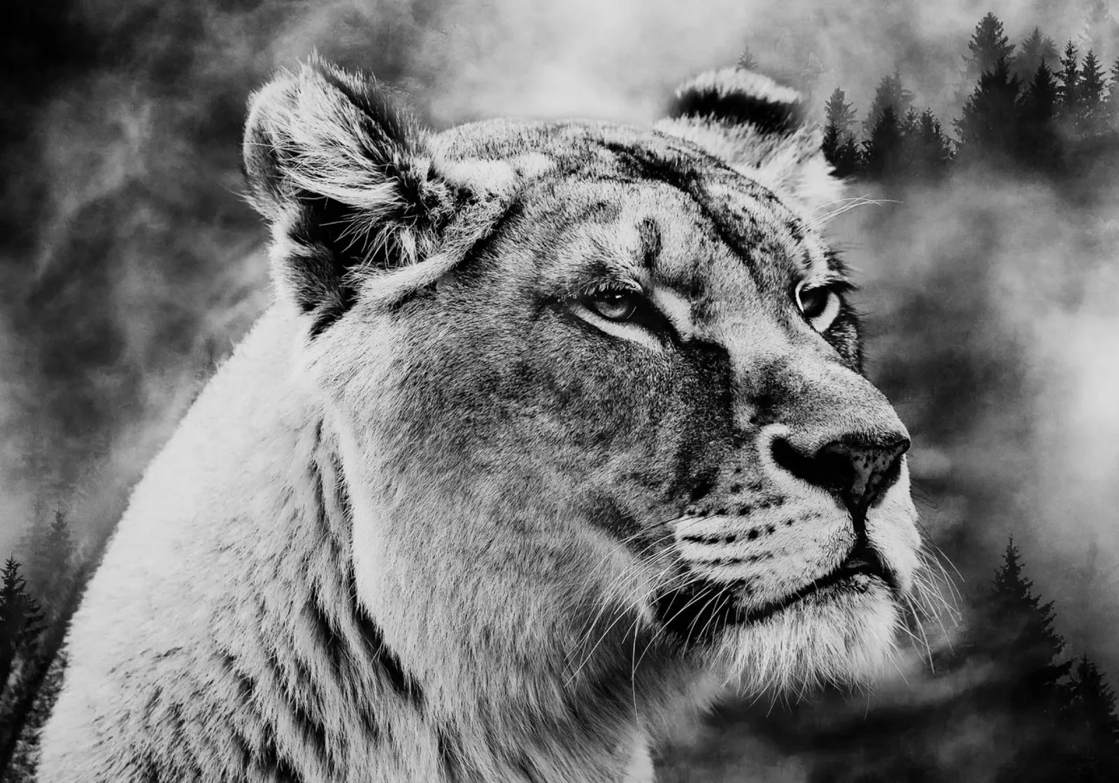 Lion Forest carta hahnemühle da Mateo