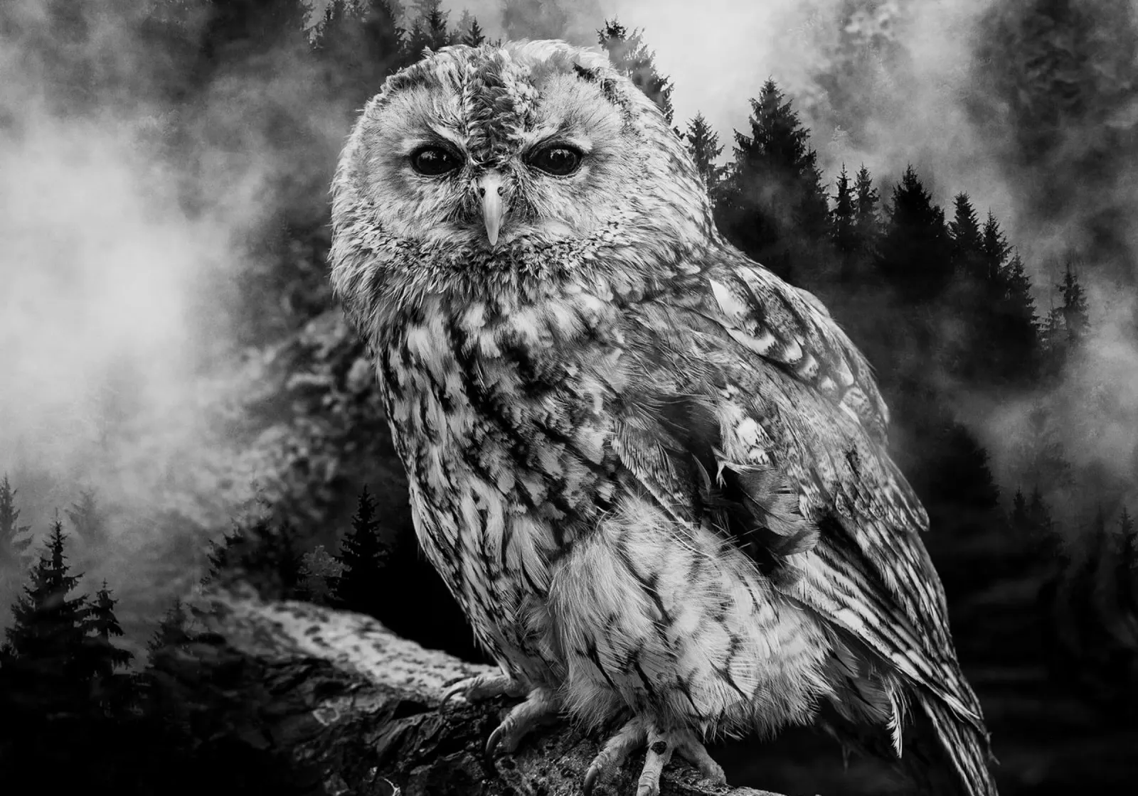 Owl Forest plexiglass da Mateo