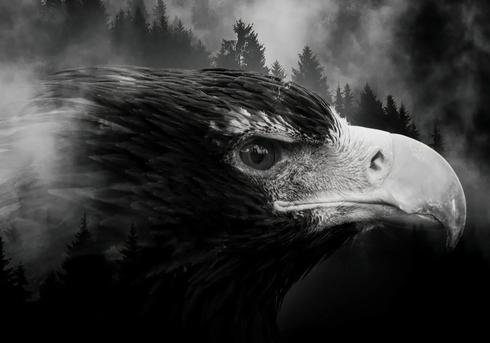 Eagle Forest pellicola backlit da Mateo