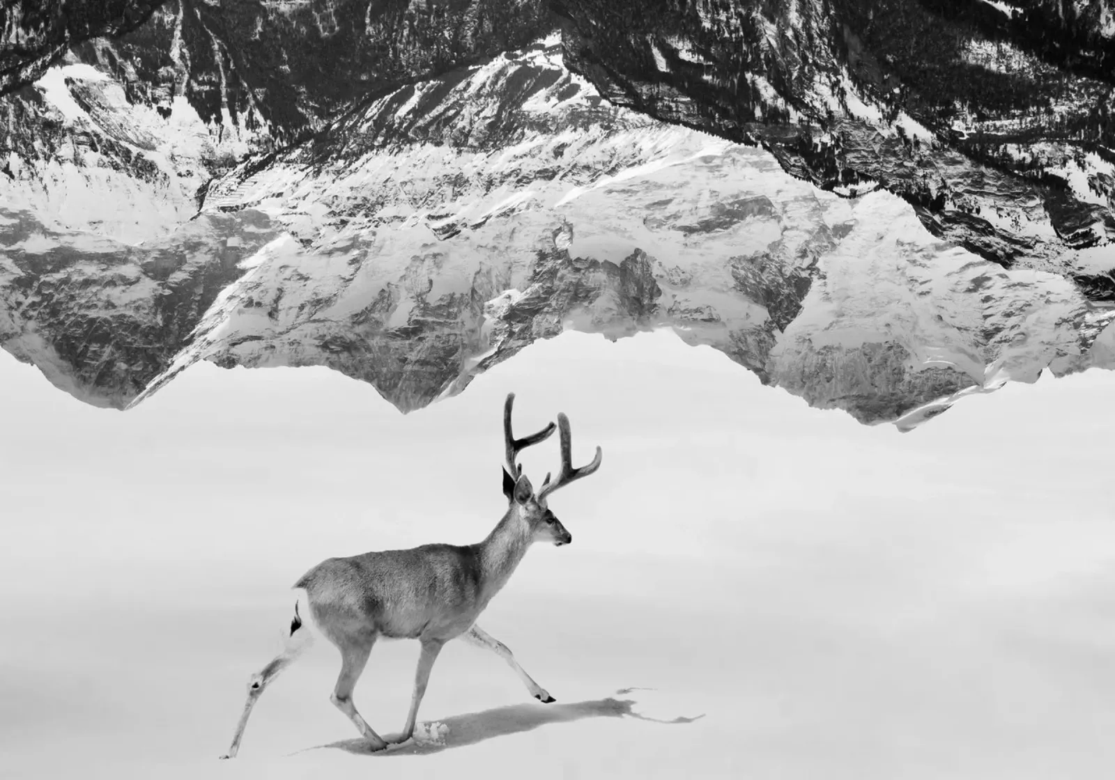 Deer Mountains alluminio dibond da Mateo