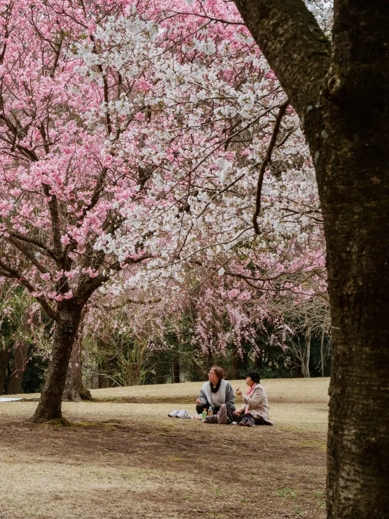 Picnic con i ciliegi in fiore, Giappone plexiglass da Marcel Bisig