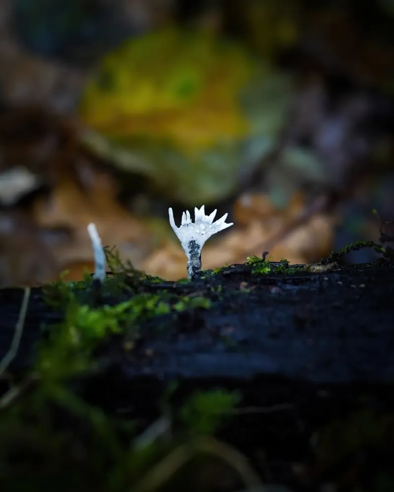 Funghi alluminio dibond da Tom's Wildlife