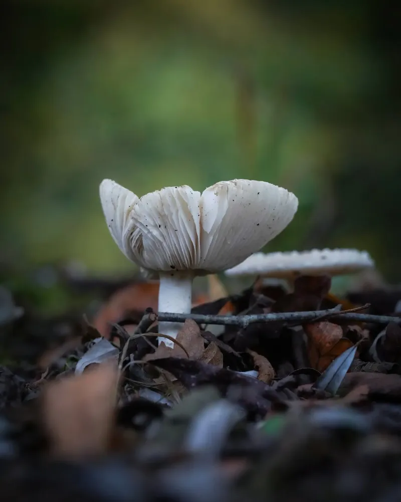 Funghi in autumn pellicola backlit da Tom's Wildlife