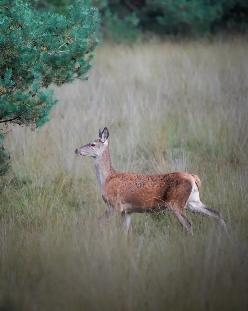 Cervo rosso nella foresta pellicola backlit da Tom's Wildlife