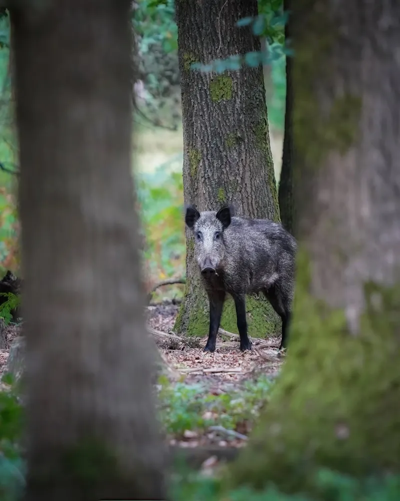 Cinghiale carta hahnemühle da Tom's Wildlife