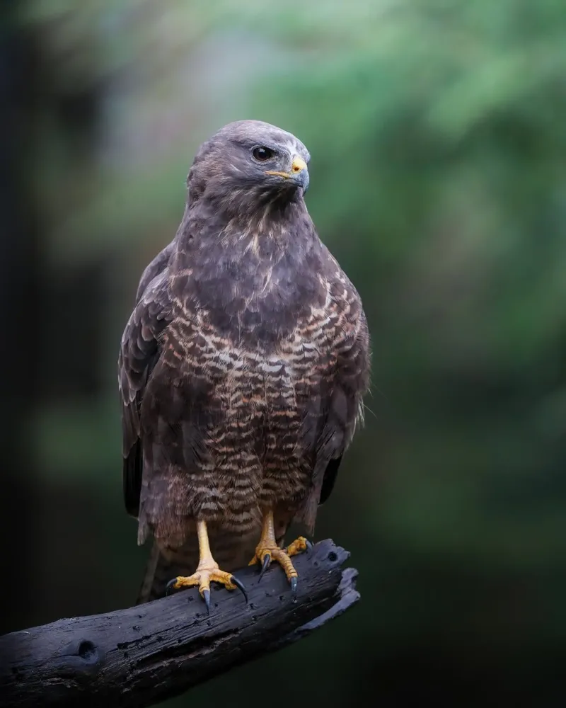 Buse variable hahnemühle de Tom's Wildlife
