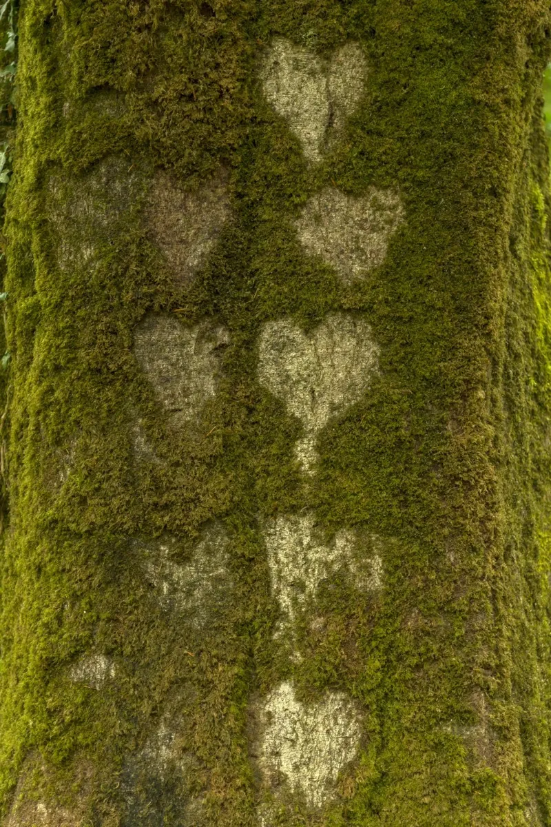 Foresta del cuore pellicola backlit da Curious Collections by Marielle Leenders