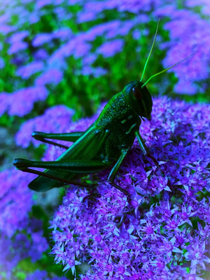 Grasshopper – small but full of vitality canvas by Nature's Palette