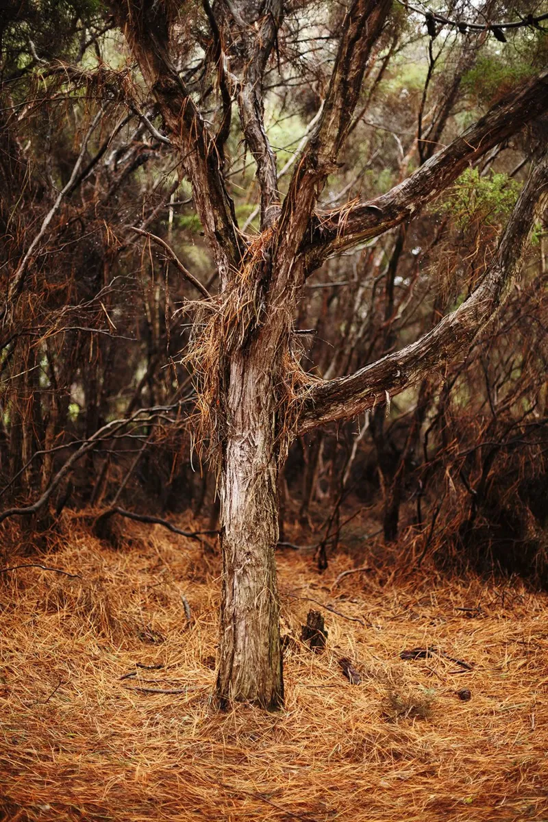 Albero a Rotorua, Nuova Zelanda pellicola backlit da Simon Koy