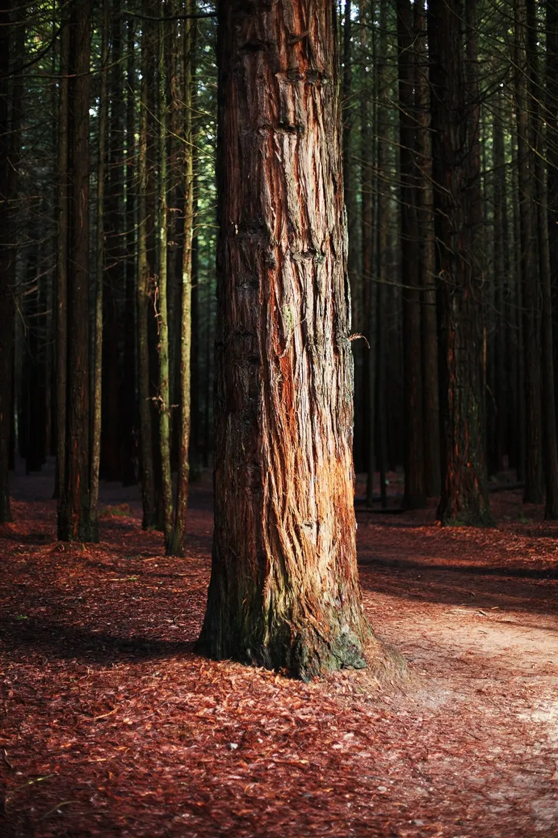 Albero a Rotorua, Nuova Zelanda carta hahnemühle da Simon Koy