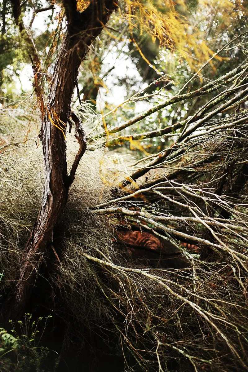 Albero a Rotorua, Nuova Zelanda pellicola backlit da Simon Koy