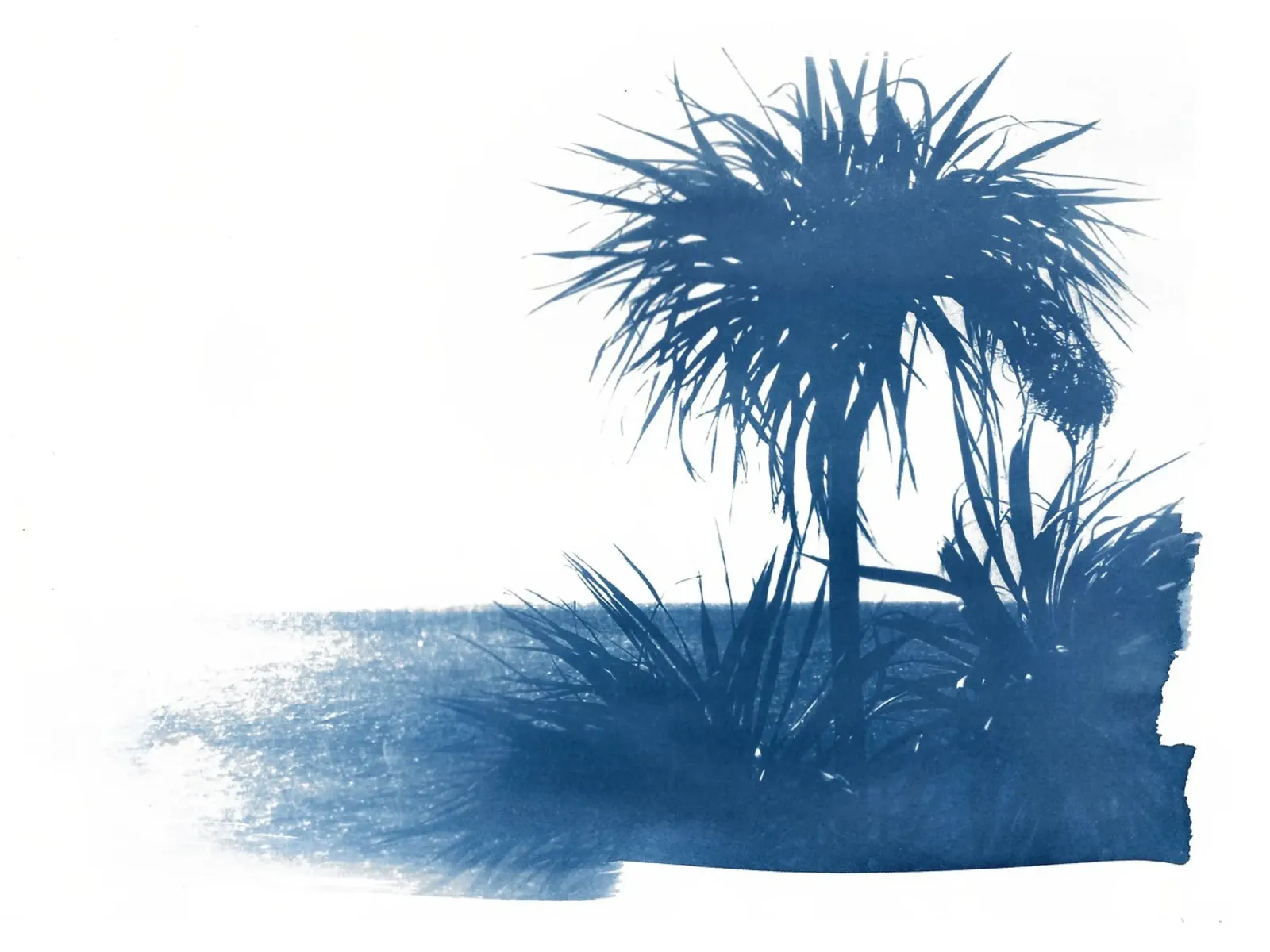 Cyanotype Palm Tree Beach poster avec cadre en bois de Kim Hubball Studio
