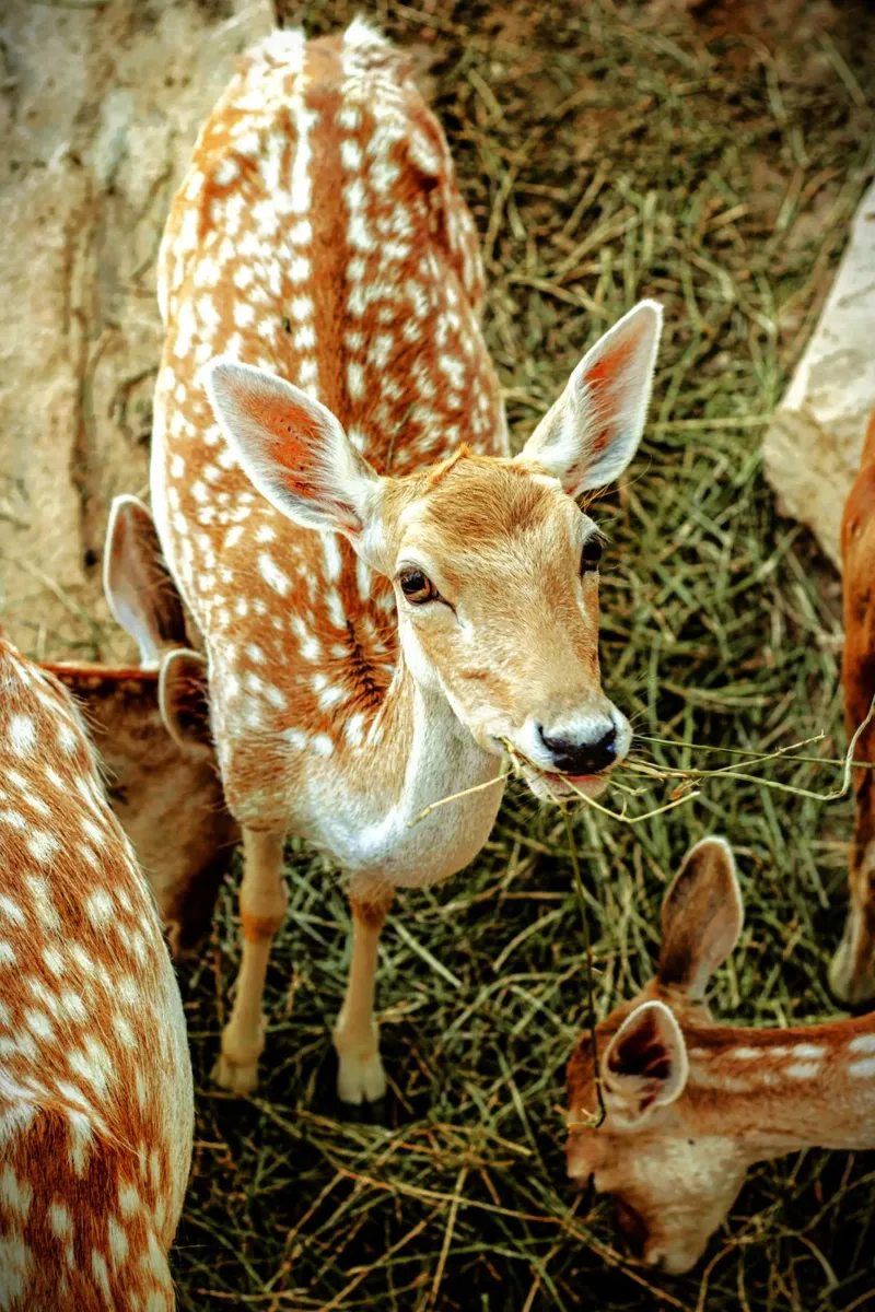 Cervo Sika - Simbolo di purezza e pace. alluminio dibond da Nature's Palette