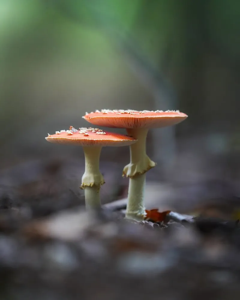 Stagione autunnale pellicola backlit da Tom's Wildlife