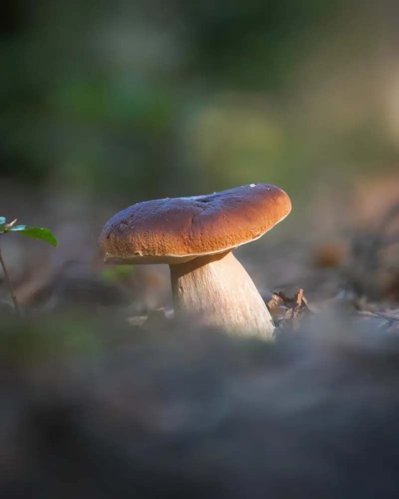 Autumn funghi pellicola backlit da Tom's Wildlife