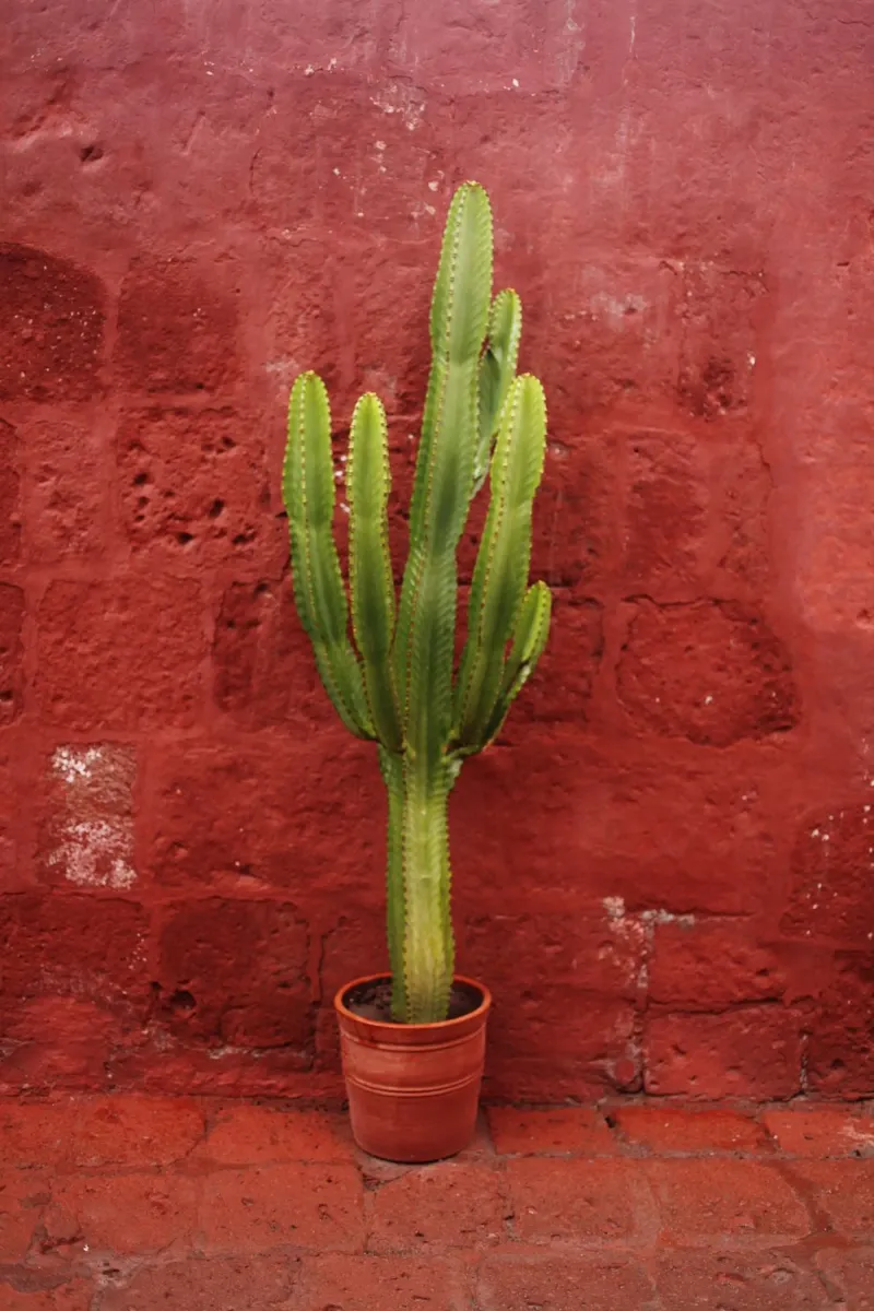Kaktus in Perù (Arequipa) carta hahnemühle da fotokunst