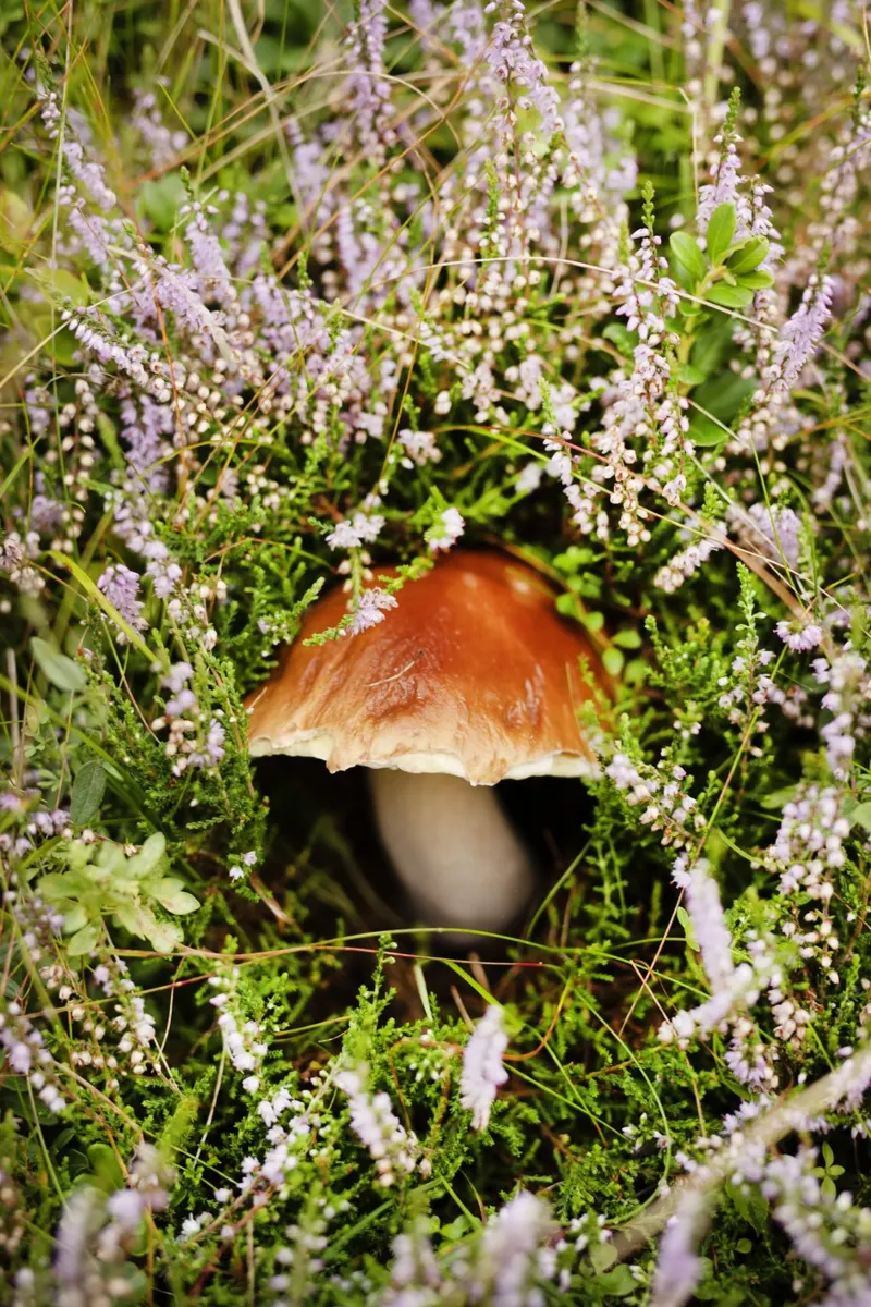 Funghi in Tirolo (Austria) pellicola backlit da Simon Koy