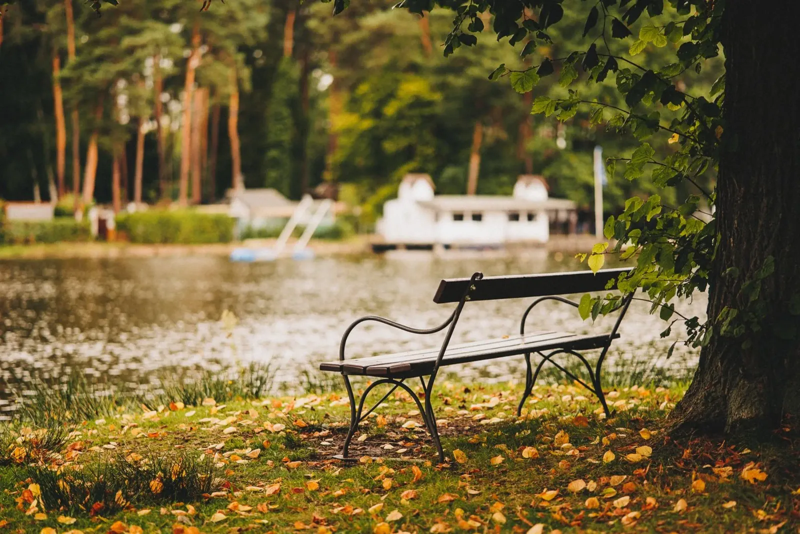 Banc dans un paysage automnal au bord d'un lac de forêt plexiglas de Bold and Retro