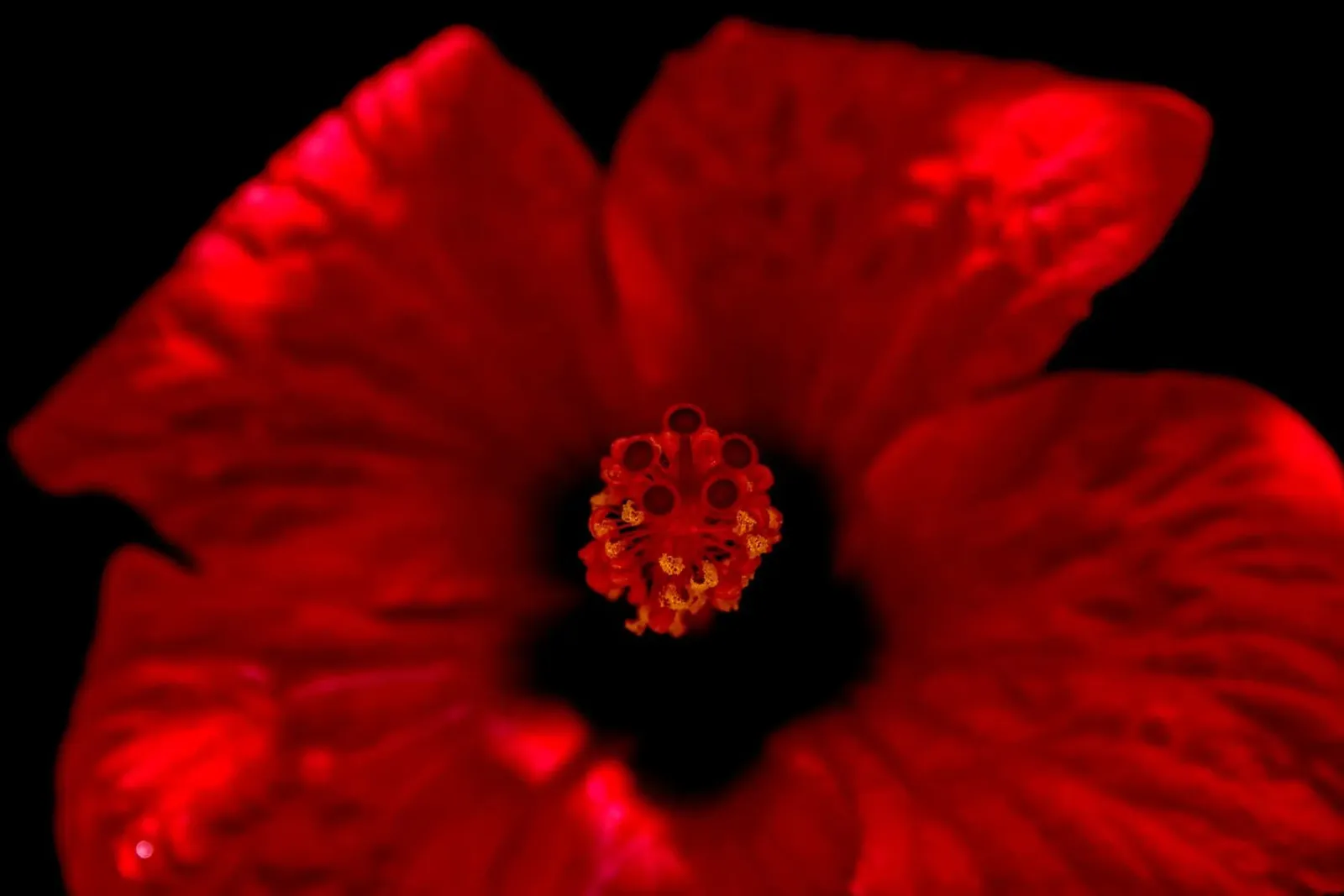 Fiore rosso alluminio dibond da Fjöllart