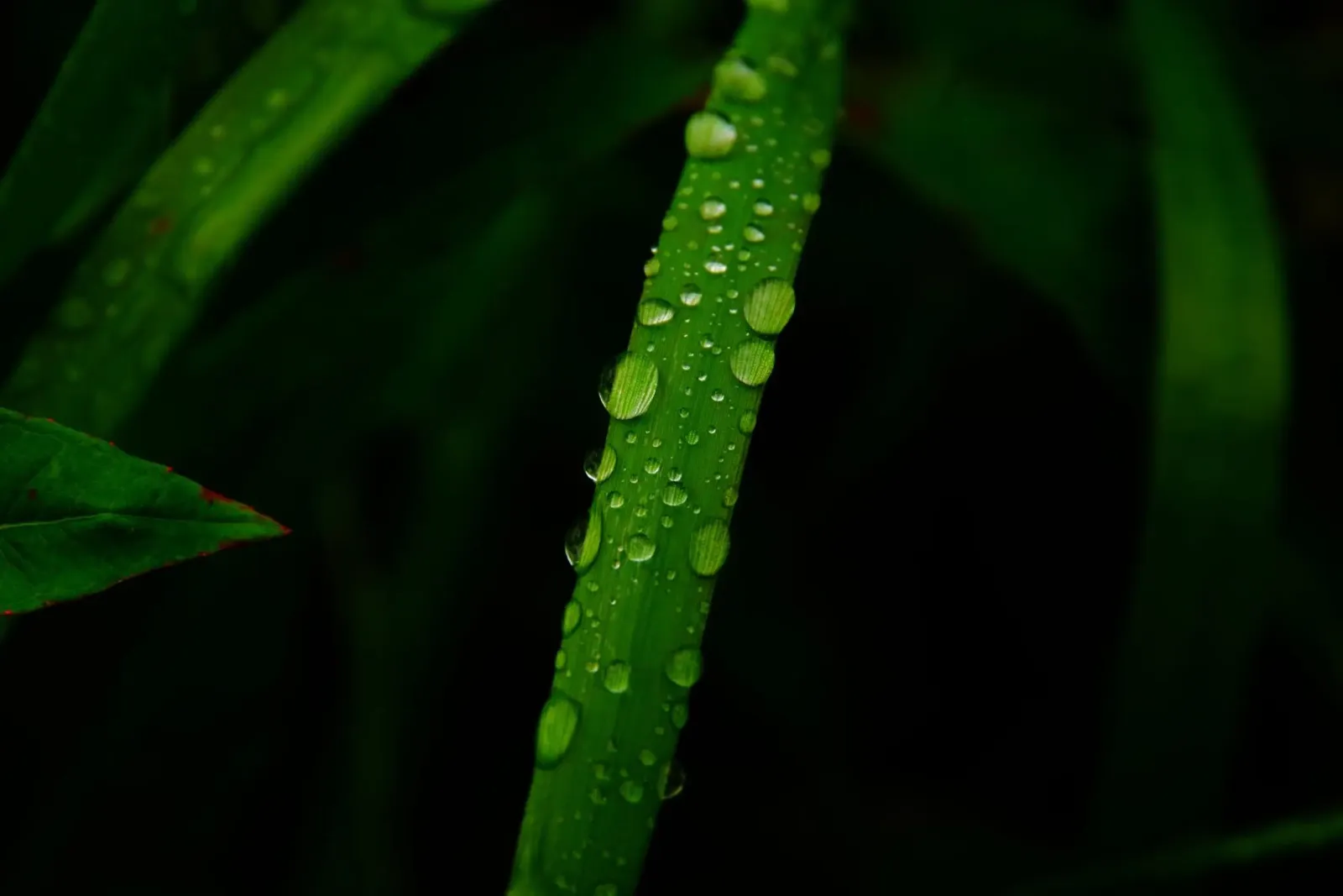 Waterdrops on a blade of grass pellicola backlit da Fjöllart