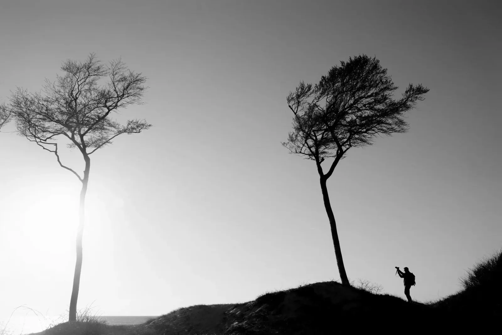 The photographer and the tree pellicola backlit da Fjöllart