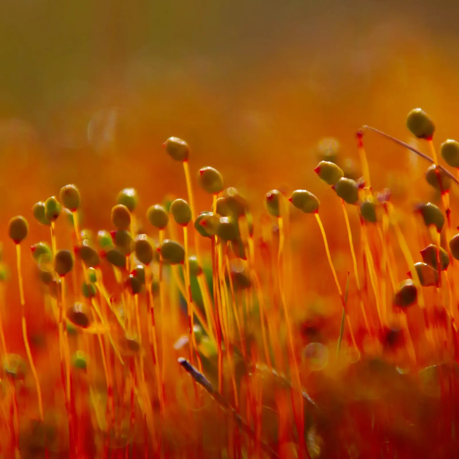 Little sprouts pellicola backlit da Fjöllart
