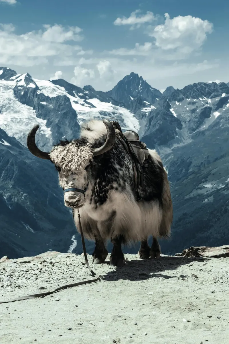 Yak in piedi su un sentiero di montagna plexiglass da The Herringstore