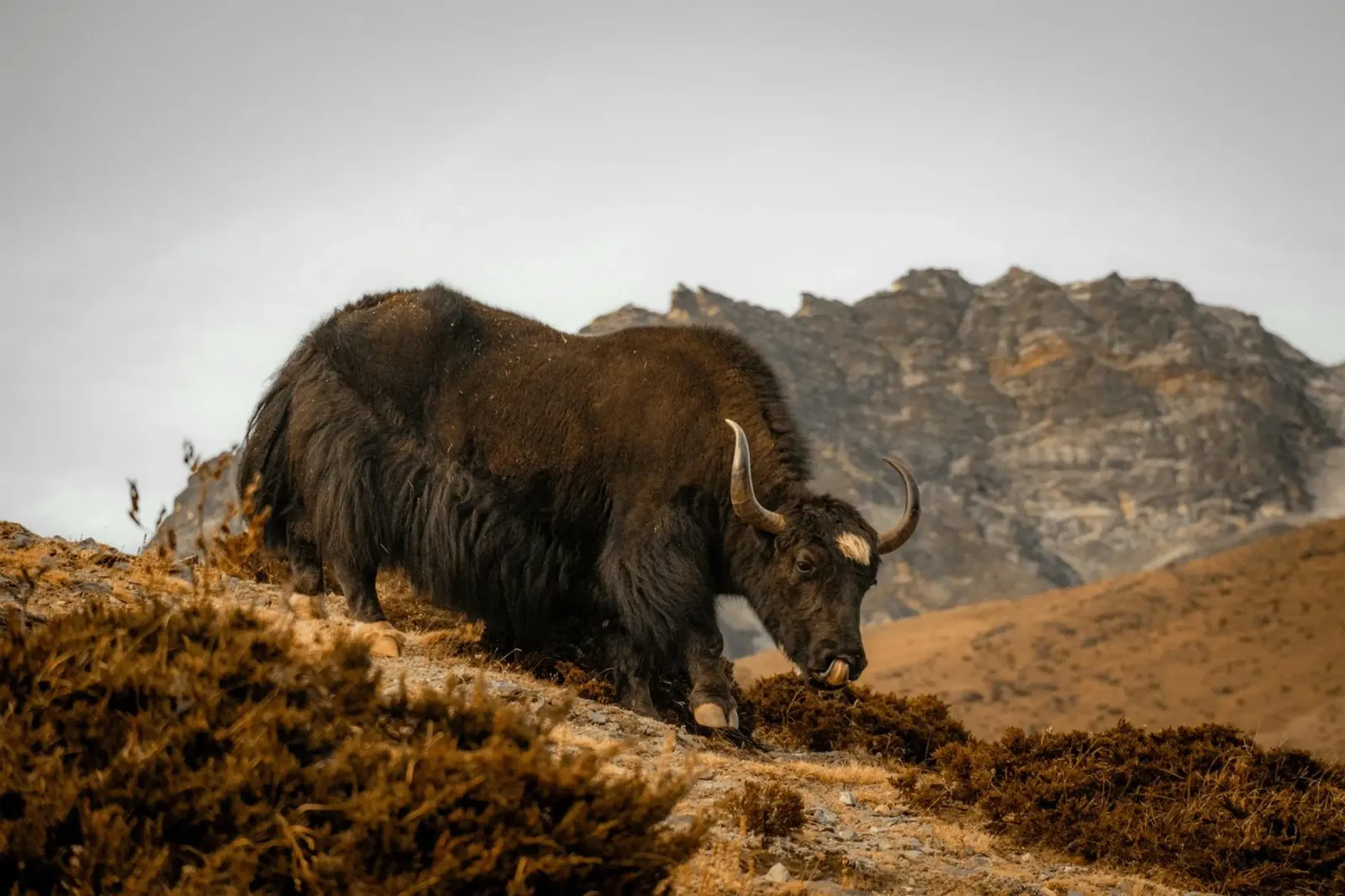 A Yak Grazing on the Slopes of the Himalaya's canvas by The Herringstore