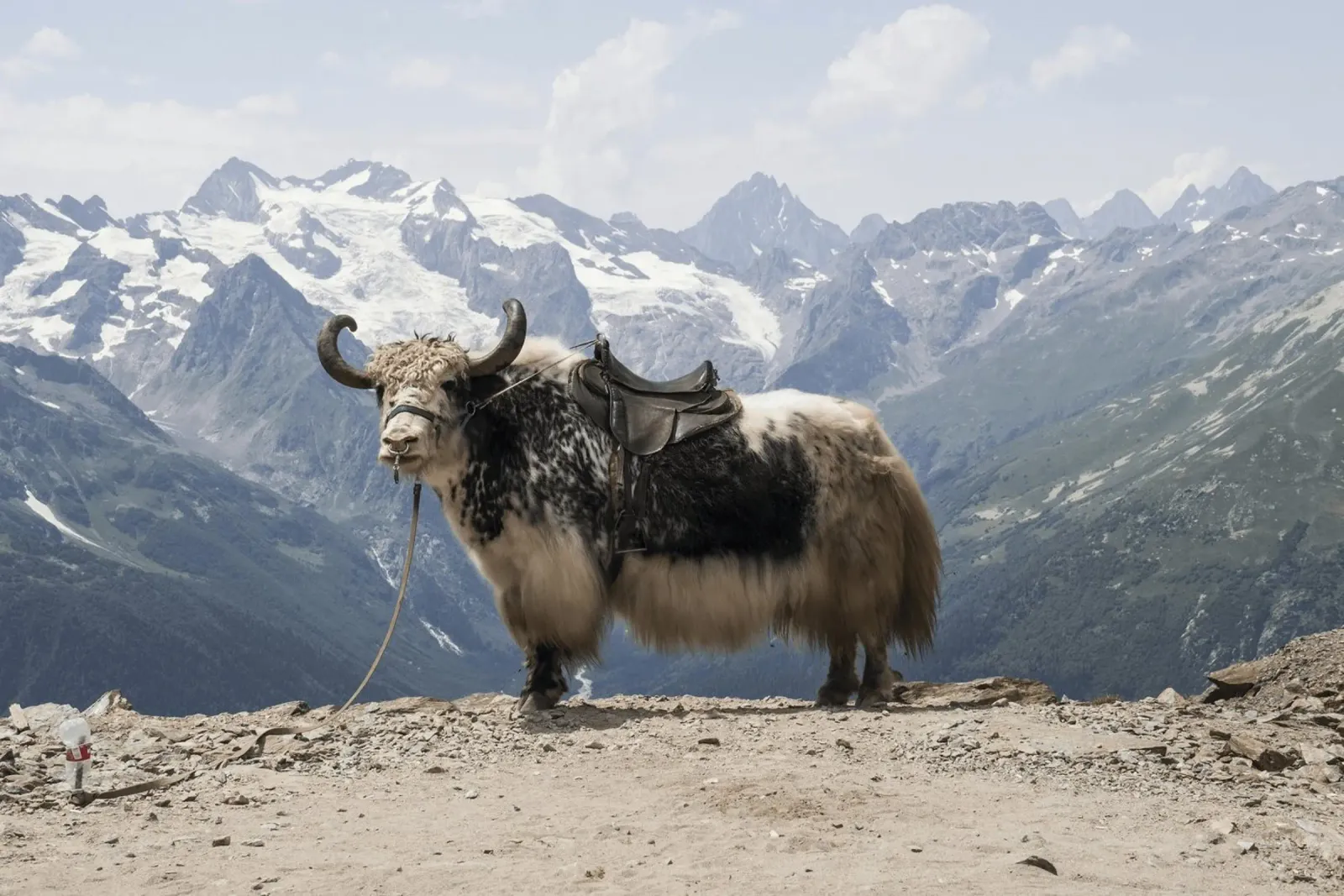 Yak in piedi su uno sfondo montano innevato alluminio dibond da The Herringstore