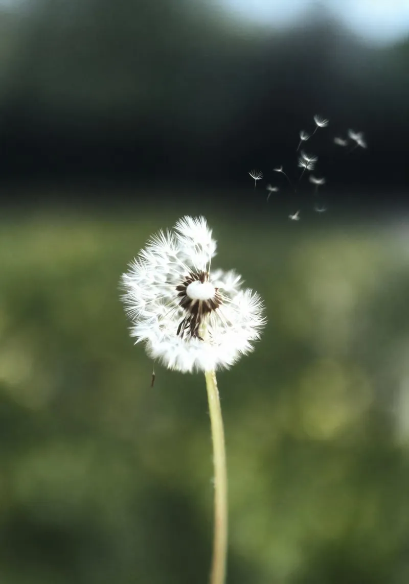Dandelion Floating Seeds hahnemühle van Attaboy Dsgn