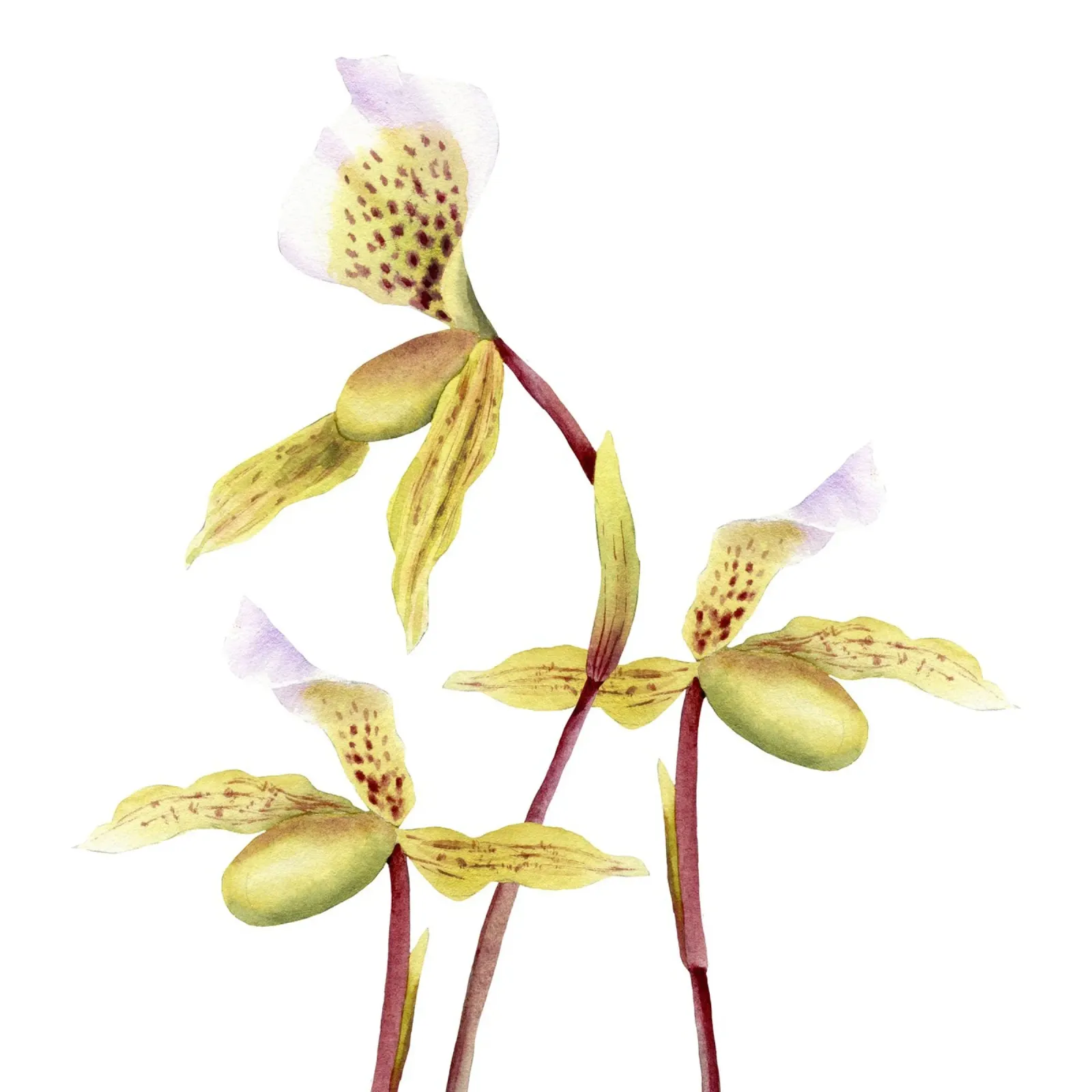 Orchids Temp poster da youdesignme
