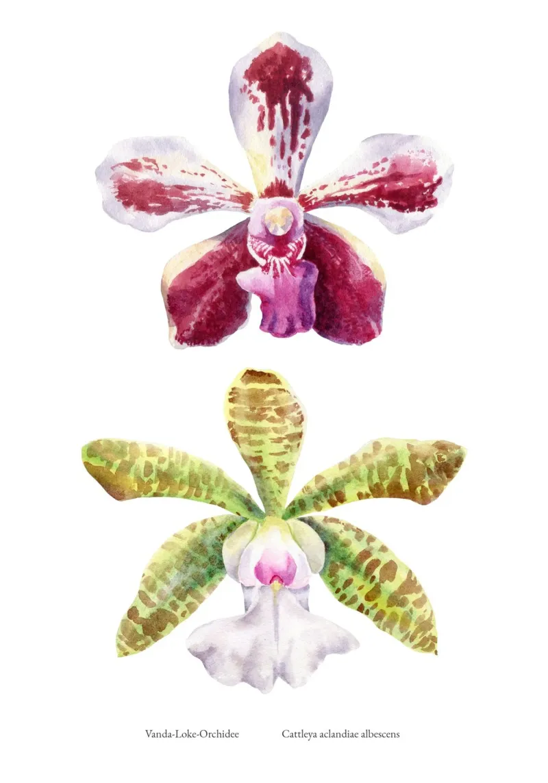 Orchidee Vanda-Loke e Cattleya aclandiae albescens carta hahnemühle da youdesignme