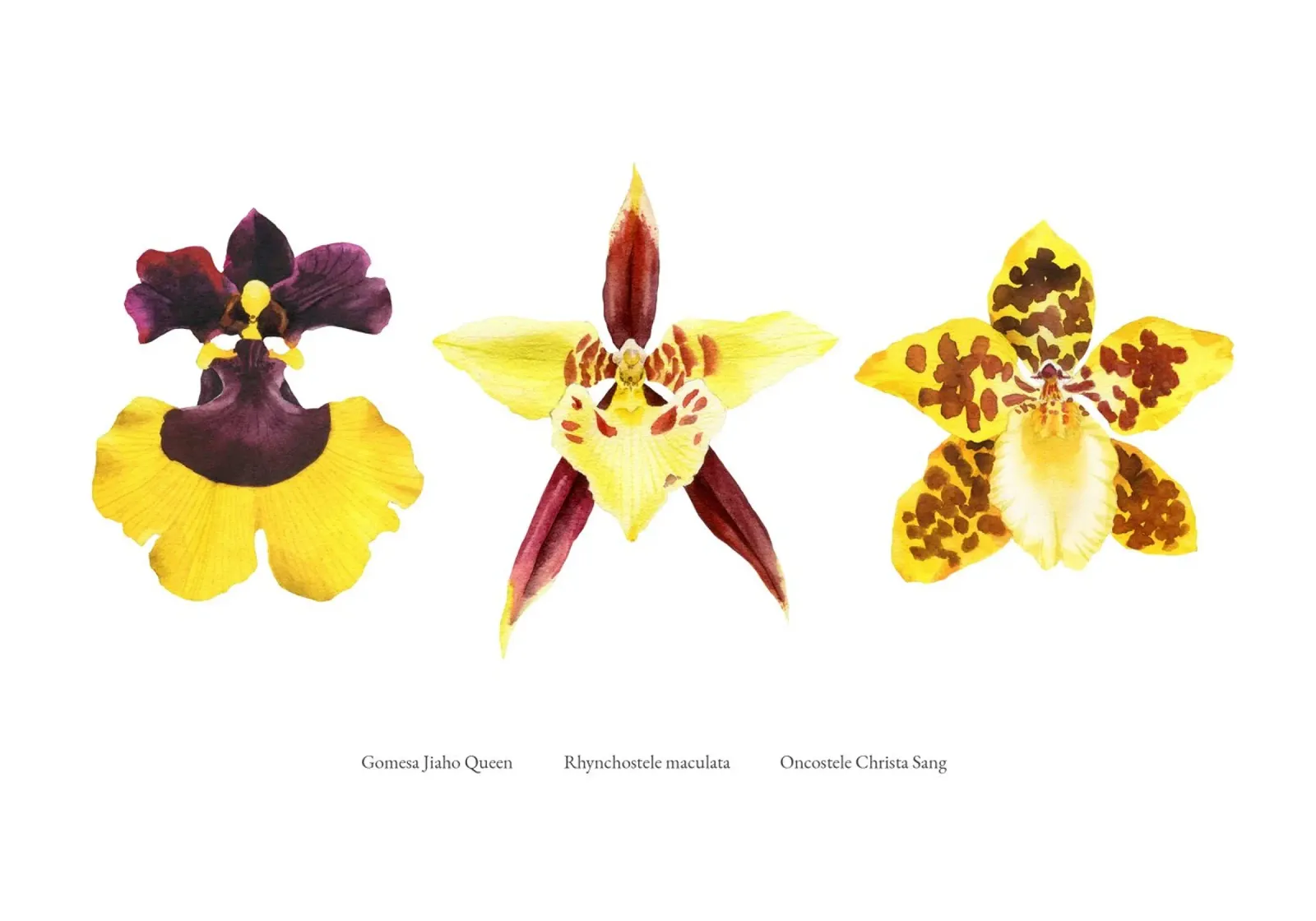 3 Orchidee poster da youdesignme