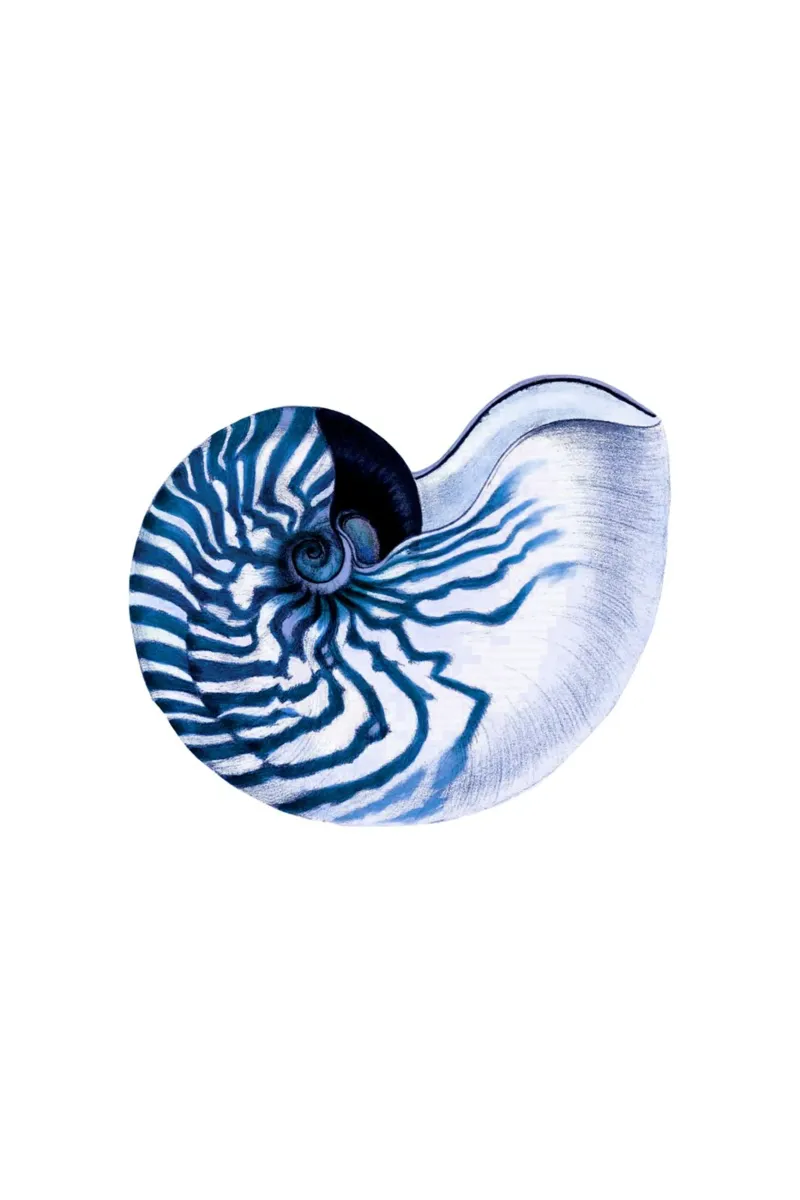 Shell navy blue white hampton style vintage ocean beach hahnemühle by Studio Vintage