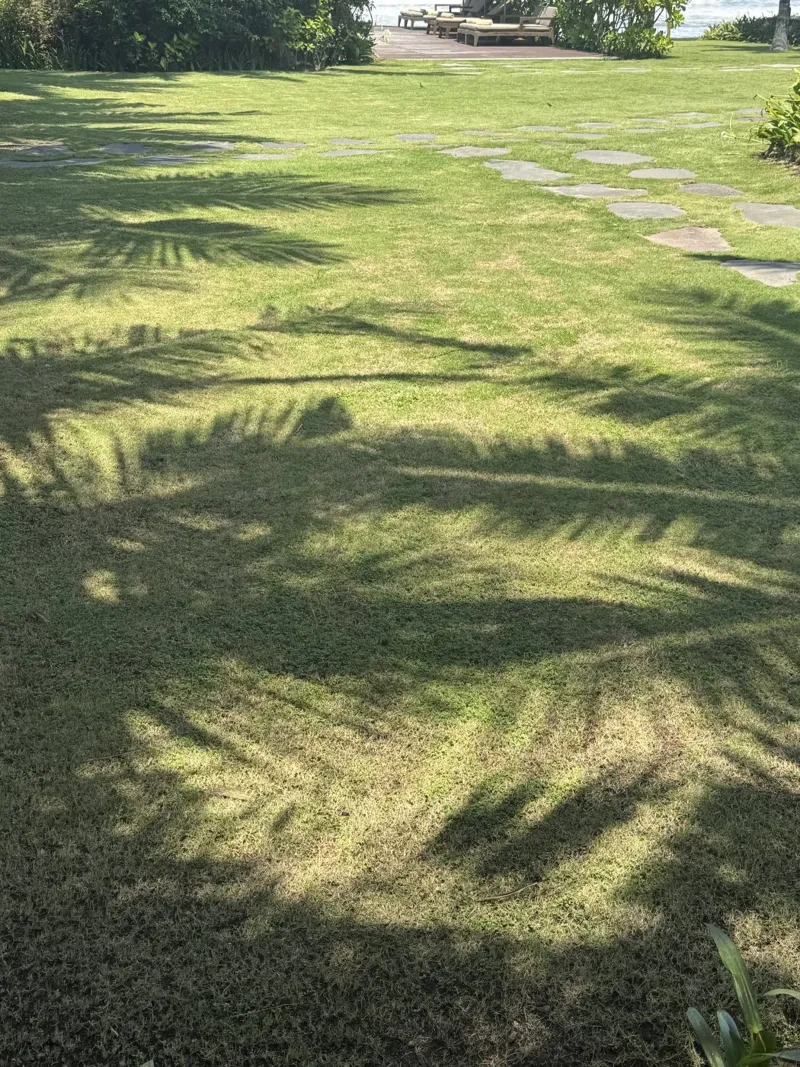 Giardino tropicale con sagome di palme carta hahnemühle da byrieneke