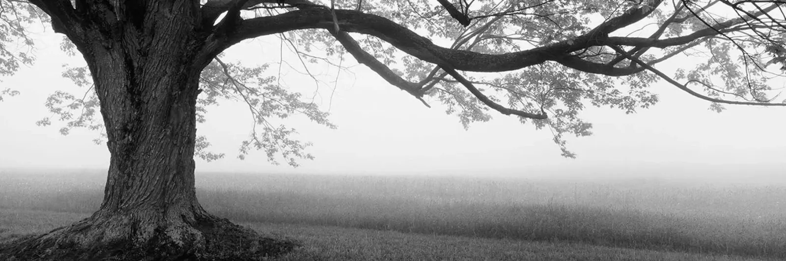 Vecchio albero in una fattoria carta hahnemühle da Brant Varner