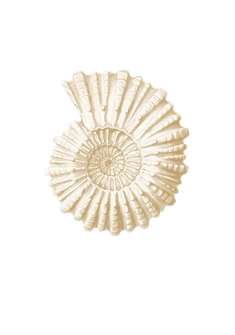 Vintage Seashell Art Print Haeckel beach house white hahnemühle by Studio Vintage