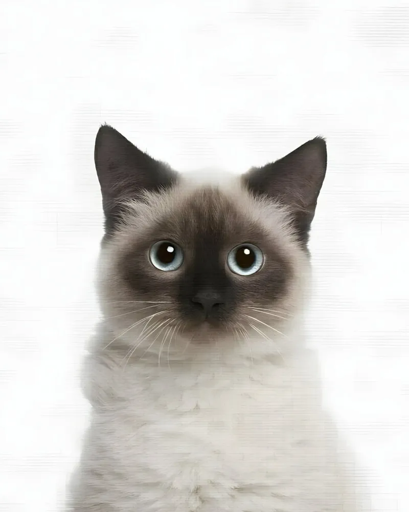 Siamese dagli occhi blu pellicola backlit da Pixel Boy