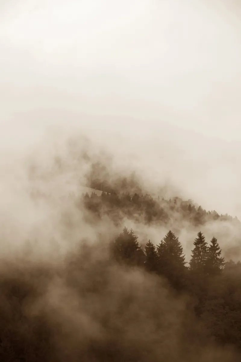 hued foggy forests pellicola backlit da Studio Nahili