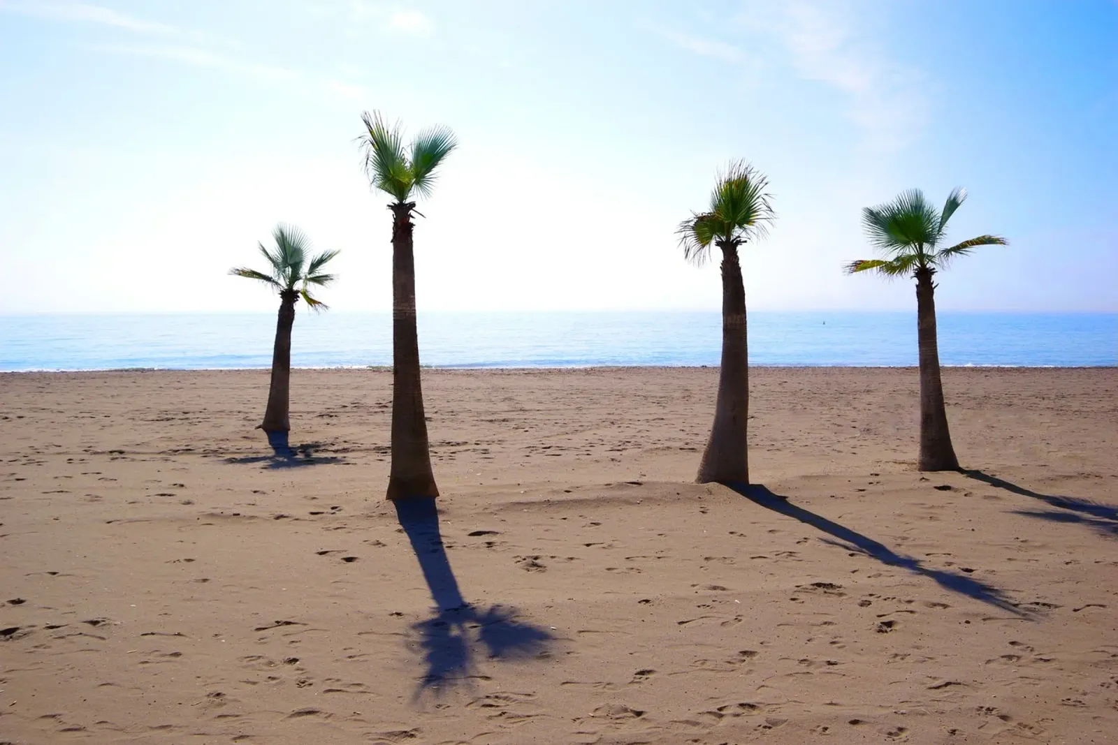 Palm trees at the beach pellicola backlit da Fjöllart