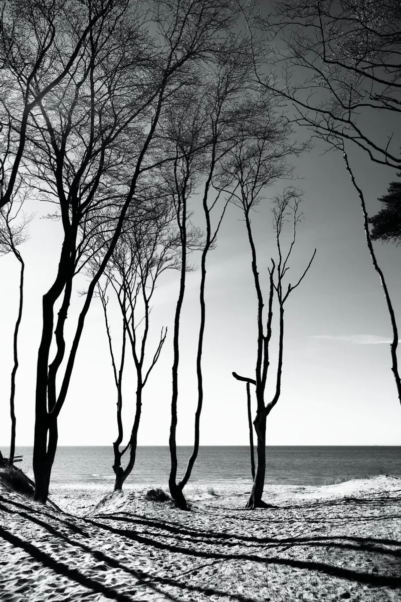 Coastal trees carta hahnemühle da Fjöllart
