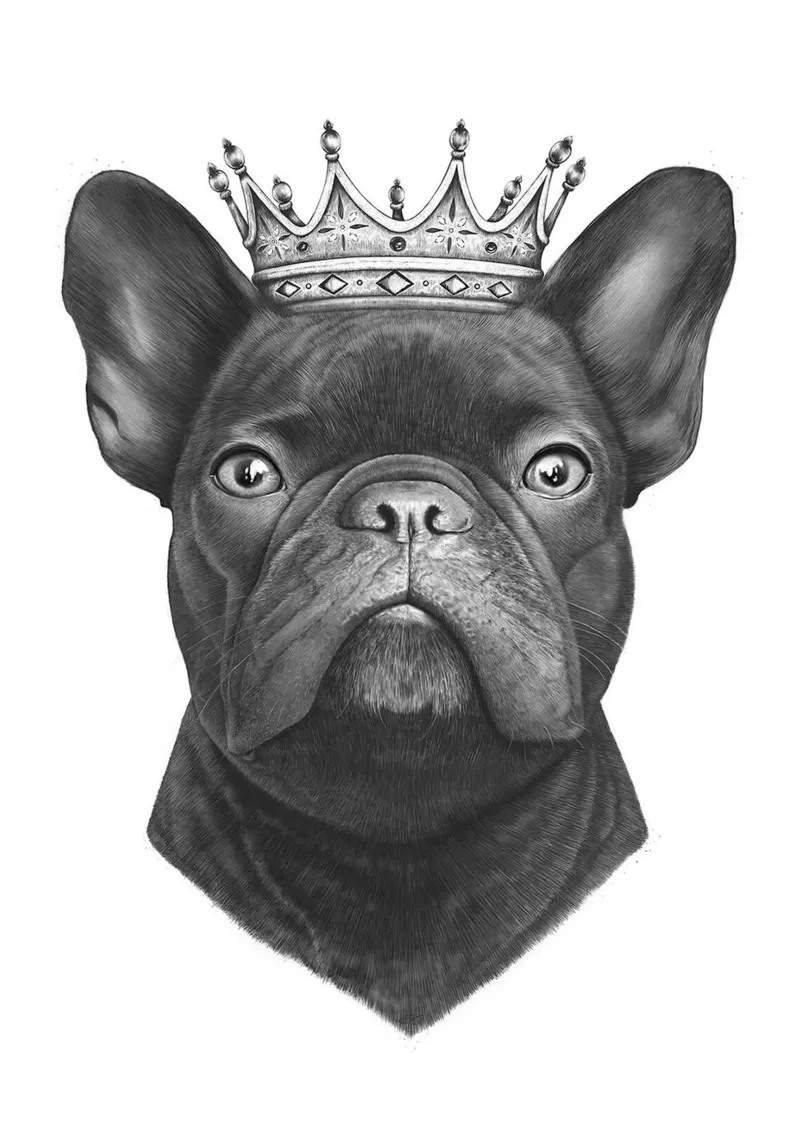 Re bulldog francese alluminio dibond da Leonard