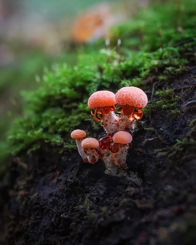 Autunno plexiglass da Tom's Wildlife